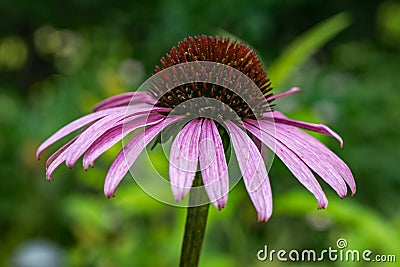 Eastern Purple Coneflower â€“ Echinacea purpurea Stock Photo